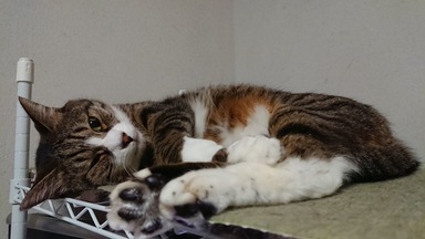 猫