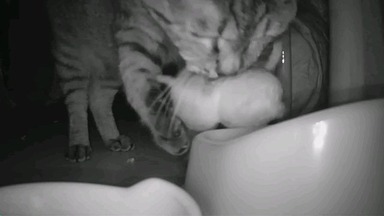深夜の猫