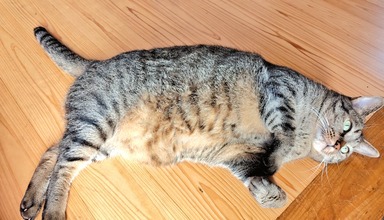 猫