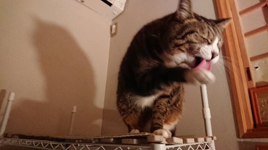 猫