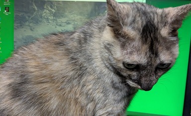 ねこ