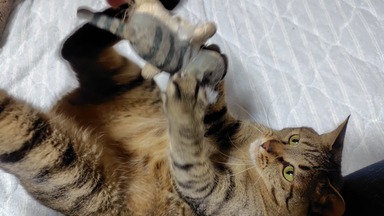 猫