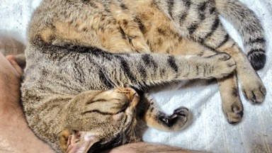猫