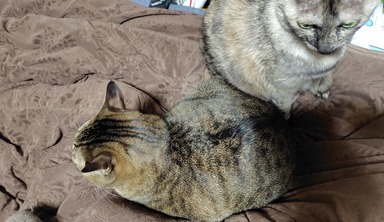 猫