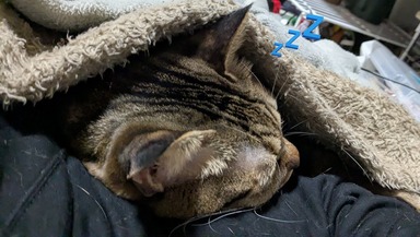 猫