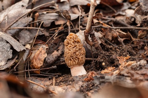morel-1290256_640