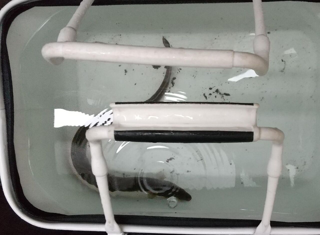 ウナ太郎 ウナギの飼育開始 釣 るズ