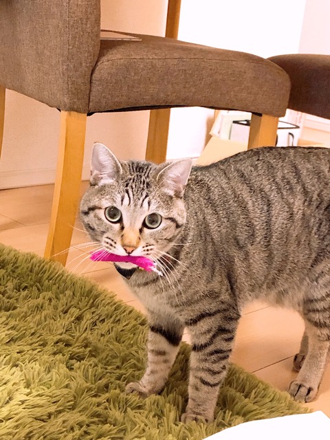 FC9B7922-FE5C-4DFD-A06D-68DB87D0158D