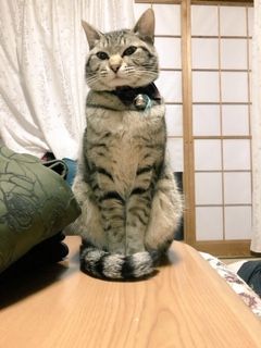 ぶり5