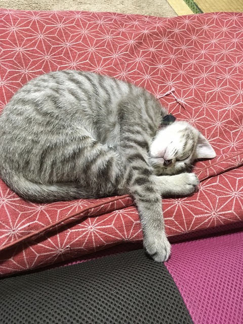 ぶり4
