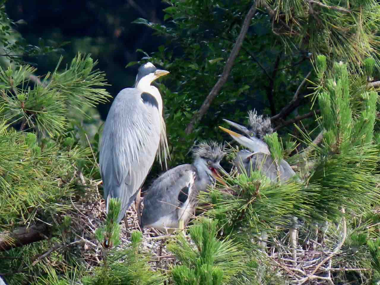 アオサギ親子 さきphoto