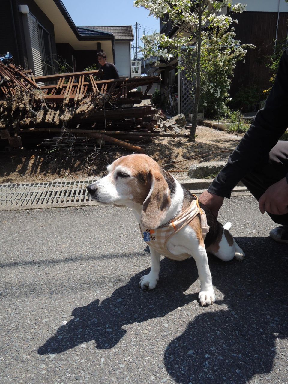 小さめの可愛いビーグル犬 エクステリアプランナーのブログ 写真集 Sakoyamaexterior