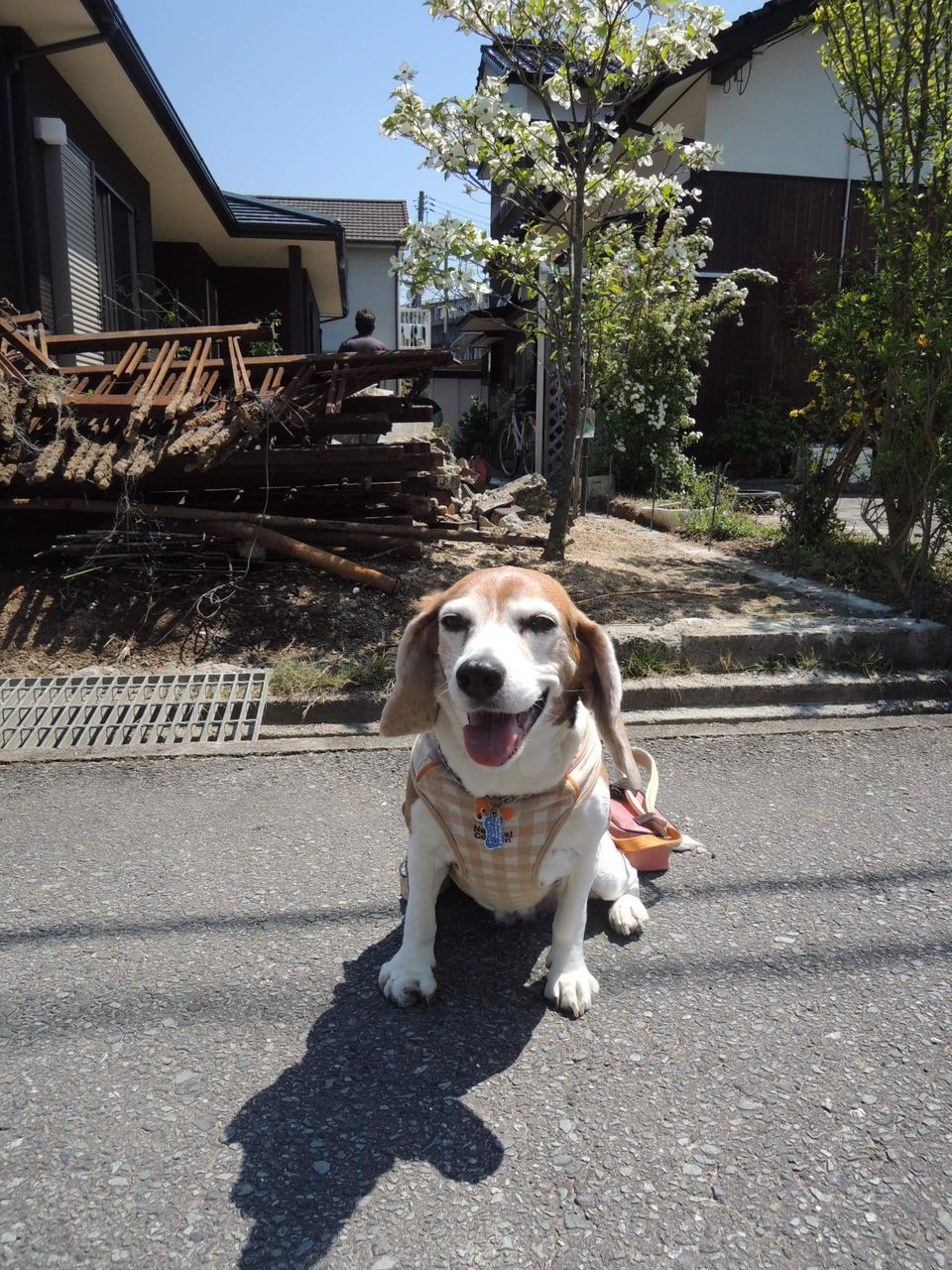 小さめの可愛いビーグル犬 エクステリアプランナーのブログ 写真集 Sakoyamaexterior