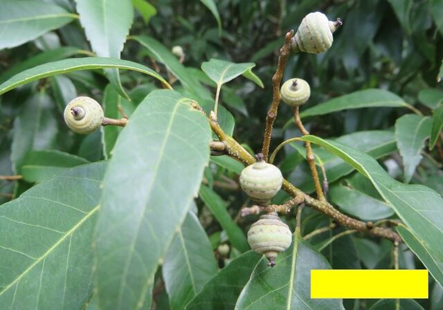 北山緑化植物園から甲山~さくら茶屋へ : さこ爺日記