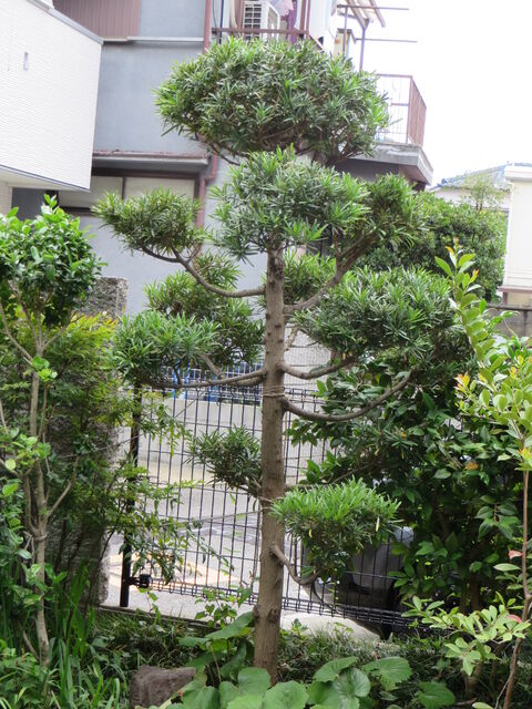 21年06月28日 さこ爺日記