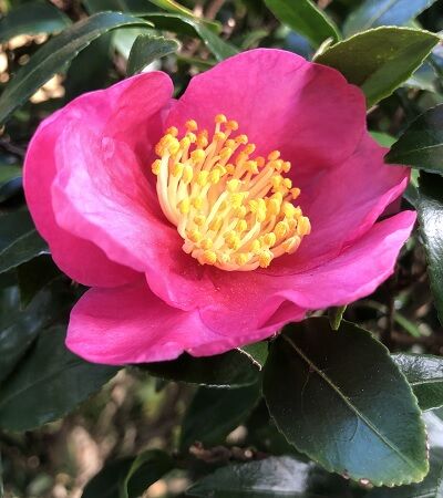 初めて見た ほうれん草の芽 びっくり ｓａｋｕだっちゃ