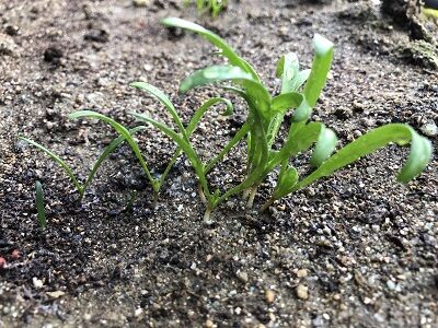 初めて見た ほうれん草の芽 びっくり sakuだっちゃ 初めて見た ほうれん草の芽 びっくり sakuだっちゃ