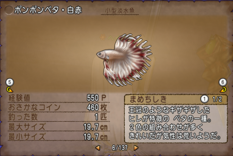 ポンポンベタ・白赤