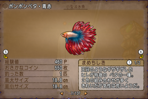 ポンポンベタ・青赤
