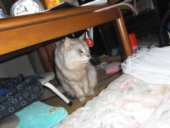 かっこいい猫