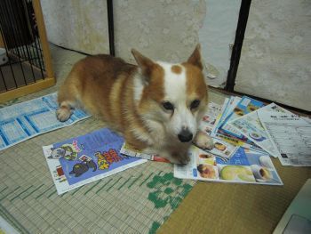 ウェルシュ・コーギー・ペンブローク