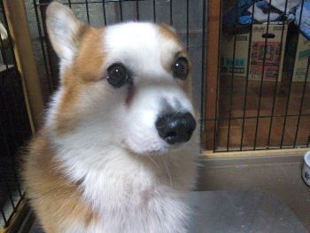 犬の抜け毛