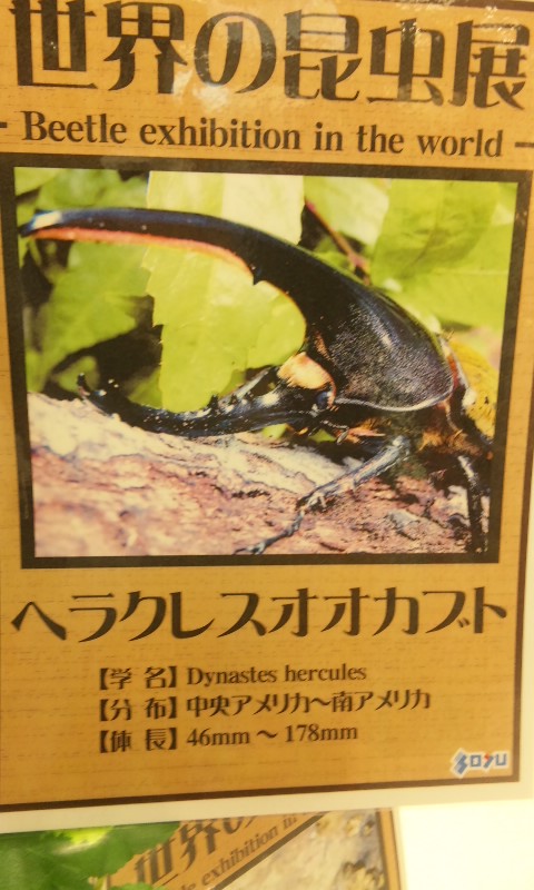 世界一大きい虫 Sakuhamuamatukaのblog