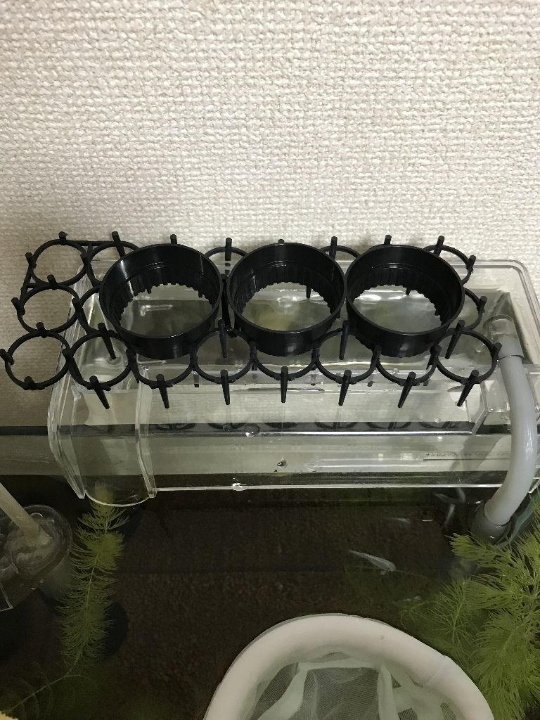 第2回水槽水耕栽培報告会 さくまの釣れない日記