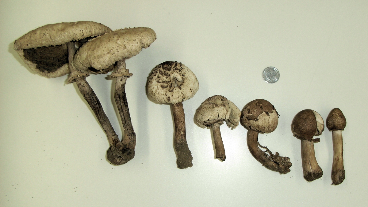 街中で見かける白くて大きなオオシロカラカサタケは食べると中毒します D S Basement Supplement