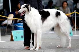 boruzoi