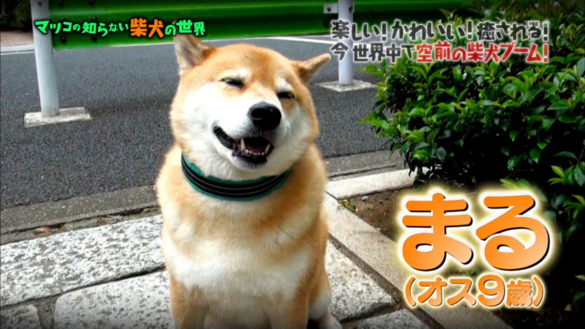 マツコの知らない世界 11月1日放送 柴犬の世界 Halohalo Online マツコの知らない世界 11月1日放送 柴犬の世界 Halohalo Online