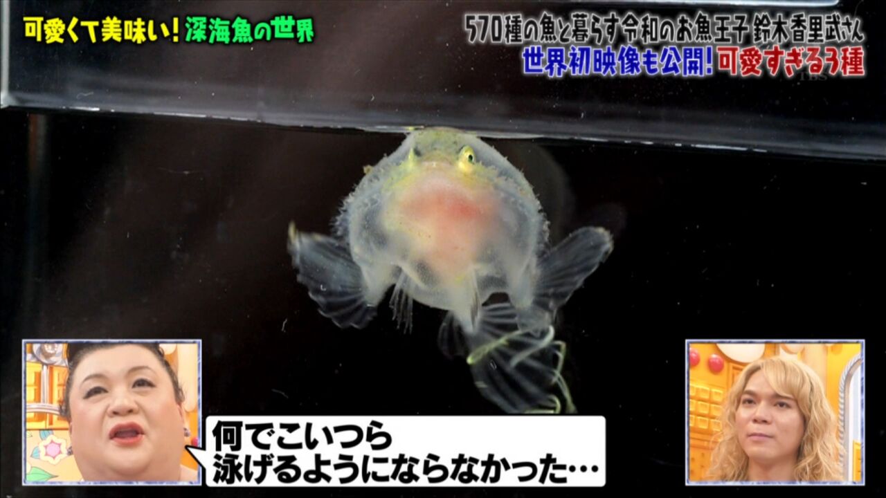 マツコの知らない世界 1月21日放送 深海魚の世界 Halohalo Online マツコの知らない世界 1月21日放送 深海魚の世界 Halohalo Online