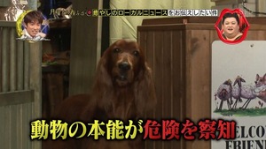 hdog10