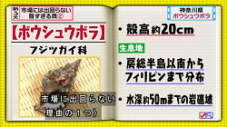 umakai23