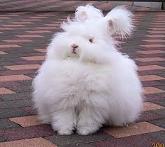 angora