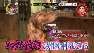 hdog2