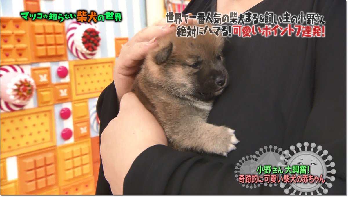 マツコの知らない世界 11月1日放送 柴犬の世界 Halohalo Online