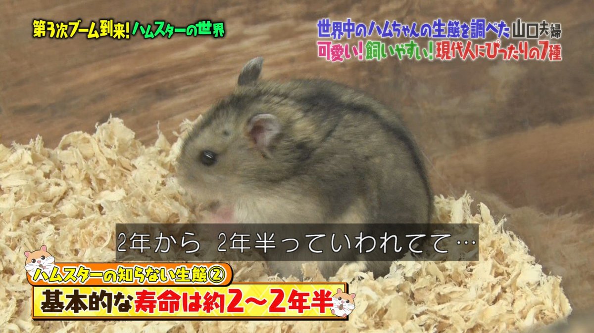 マツコの知らない世界 10月23日放送 ハムスターの世界 Halohalo Online