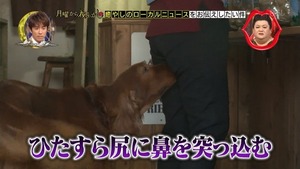 hdog4