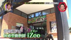 izoo1