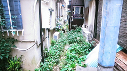 jujo26