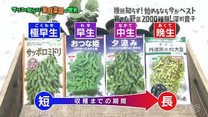 edamame1