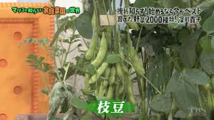 edamame2