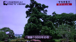 1000sugi