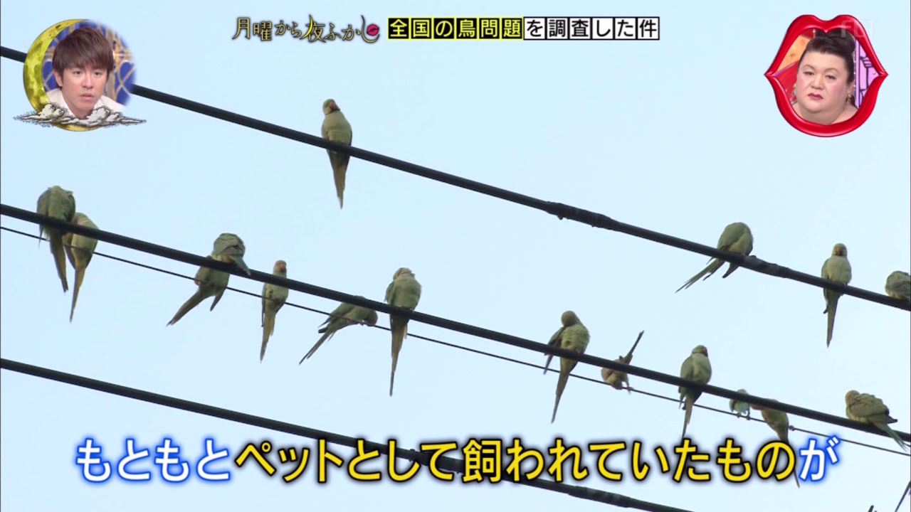 月曜から夜ふかし 6月24日放送 鳥問題 スズメ インコ 日本野鳥の会 柳生博 麻布大学野鳥研究部 沖縄の奇跡の鳥 トンビにドールが Ccさくら Halohalo Online 月曜から夜ふかし 6月24日放送 鳥問題 スズメ インコ 日本野鳥の会 柳生博 麻布大学野鳥研究部 沖縄の奇跡の鳥 トンビにドールが Ccさくら Halohalo Online