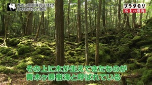 jukai40