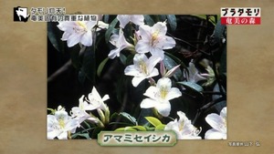 aoi32