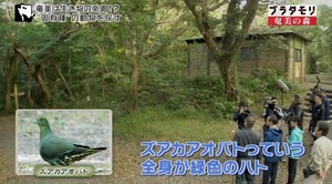 aoi37