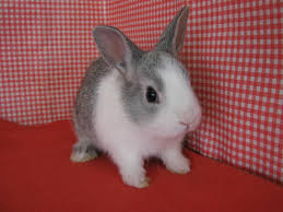 マツコの知らない世界2時間ｓｐ 2月17日放送 室内ペットの世界 Halohalo Online