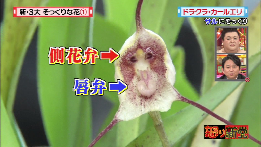 怒り新党 11月30日放送 新3大 そっくりな花 Halohalo Online